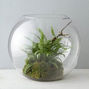 plant in terrarium