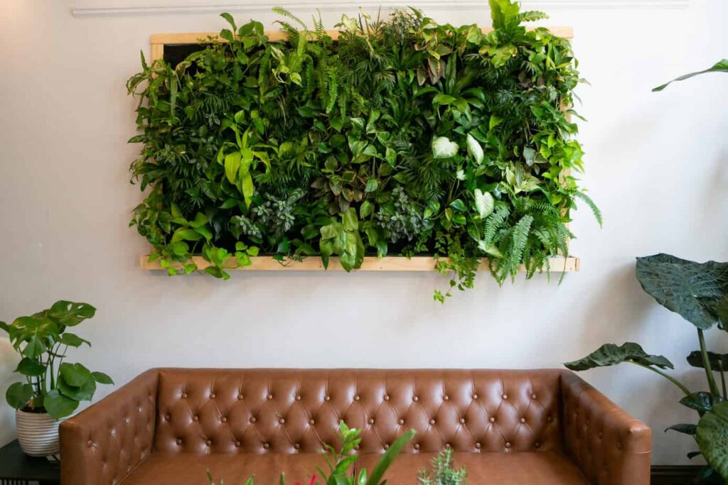 Green wall of plants